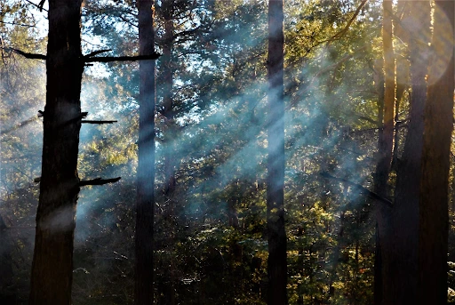 nature-based travel for burnout recovery