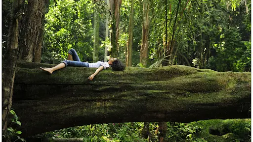 forest therapy