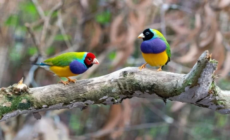 bird watching travel
