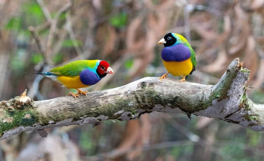 bird watching travel