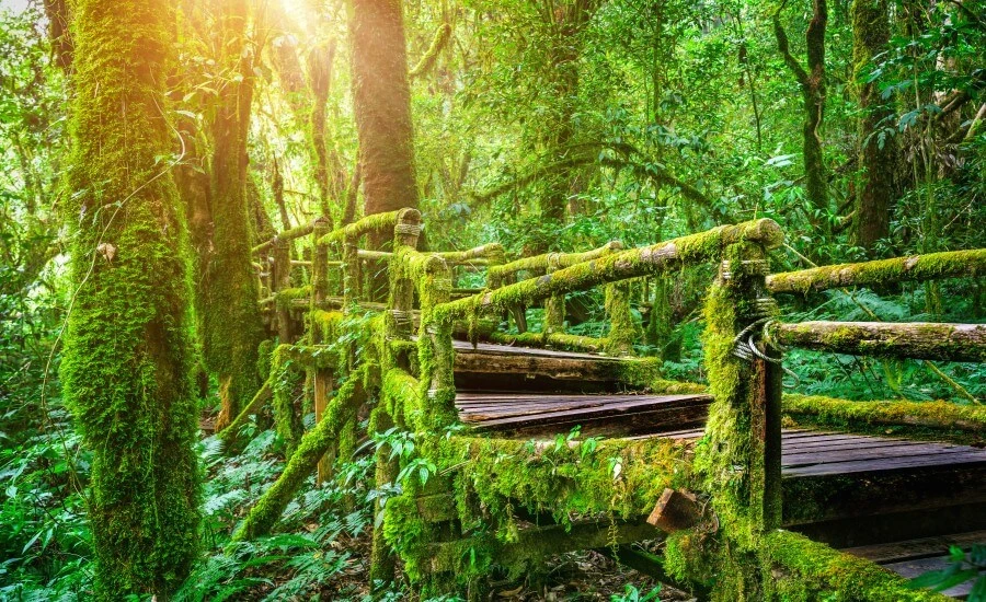Eco Trek in Borneo