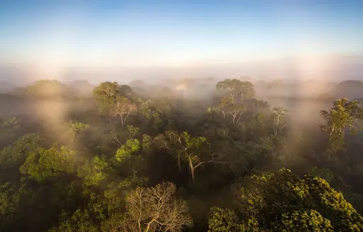 Amazon Rainforest