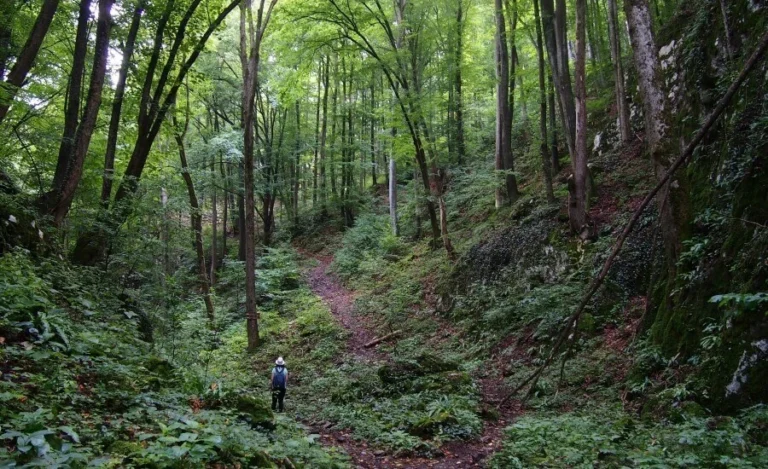Mindful Trekking Trails